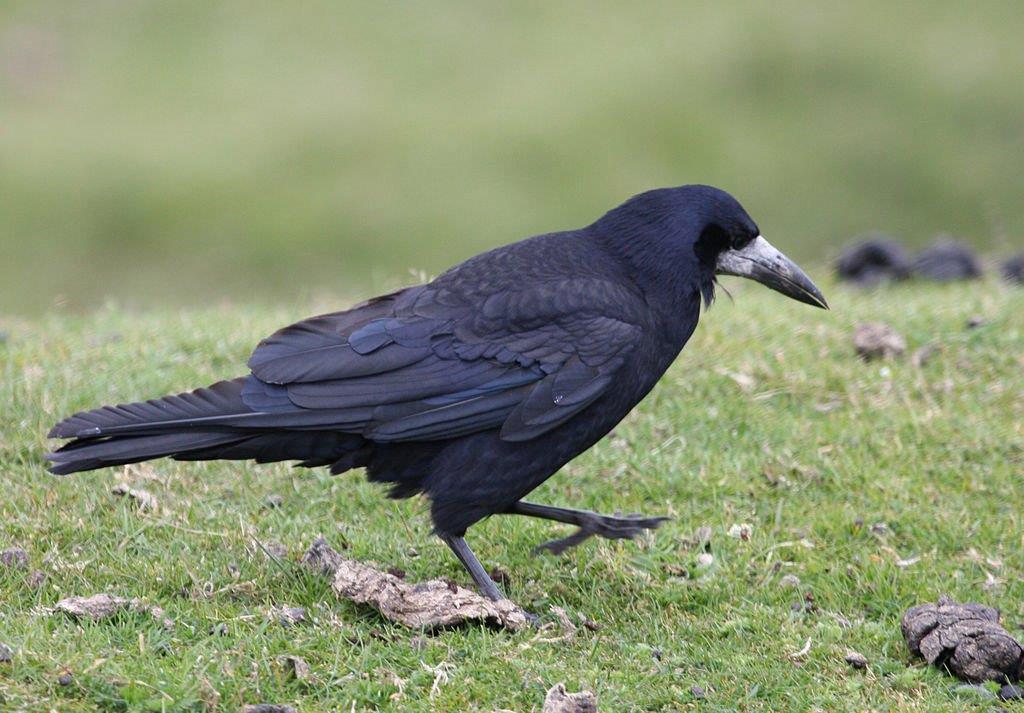 Corvus frugilegus